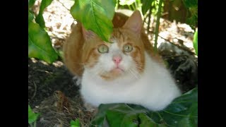 Problem solved! How to stop cats using your garden soil as a toilet, without using chemicals! #cat