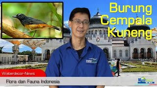 Download lagu Burung Cempala Kuneng mp3
