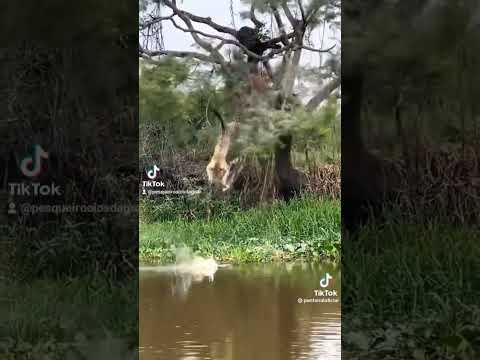Onça-pintada no Pantanal de Cáceres