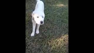 Video preview image #1 Great Pyrenees Puppy For Sale in Spring, TX, USA