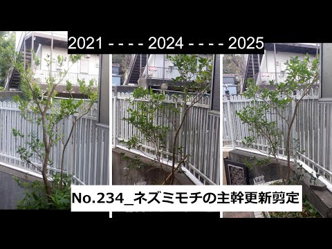 No.234_ Mouse-moth progress report (updating the main post)