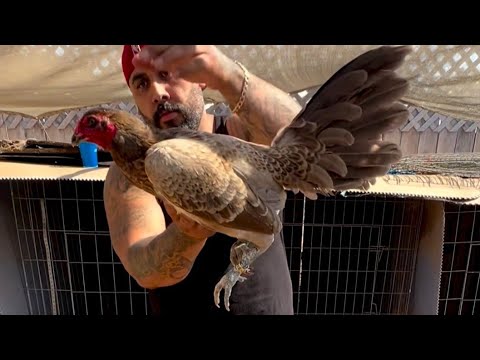 Dink Fair Kelso Savala Chocolate Hennie - Beautiful Birds Savala Fowl In Modesto California 🇺🇸