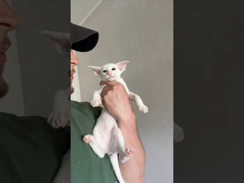 Never seen such active kittens #pets #cat #kitten #animals #cats #kittens