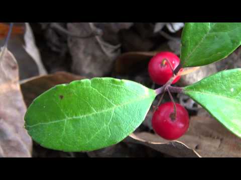 Return to Nature - A Look at Wintergreen (Gaultheria procumbens)