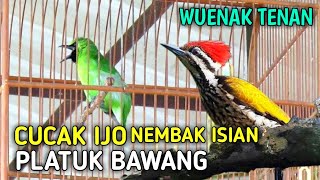 Download lagu Cucak Ijo Gacor Nembak Isian Pelatuk Bawang Rapat ... mp3