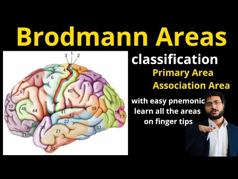 Brodmann Areas | function of  brain | cerebral cortex |  primary | association area #brodmannarea