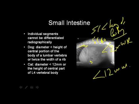 download lagu mp3 mp4 Dog Abdomen X Ray, download lagu Dog Abdomen X Ray gratis, unduh video klip Dog Abdomen X Ray