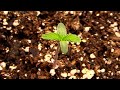 Week 1 Cannabis Seedling Stage