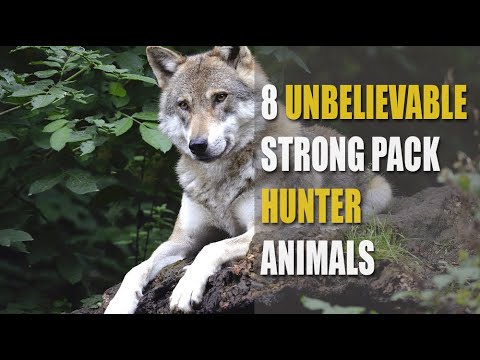 8 Unbelievable Strong Pack Hunter Animals In The Wild