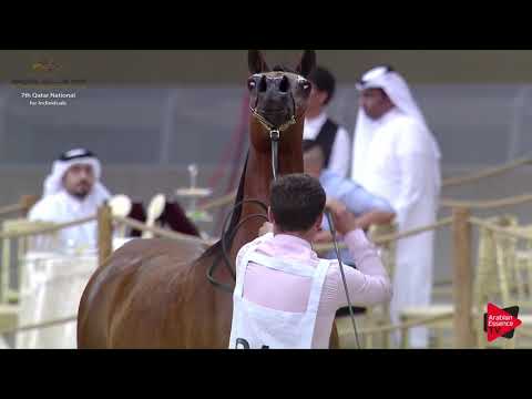 N.240 BATLAH AL SHAHANIA - 2019 Qatar Individuals - Mares 7-10 Years Old (Class 8B) .mp4