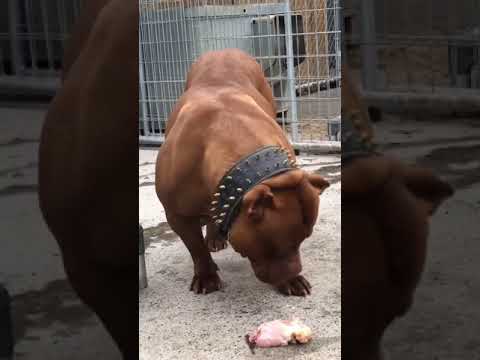 Pitbull comiendo carne🤗😍😻