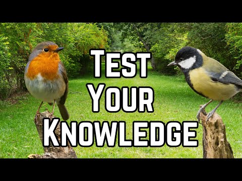 The Great Big Garden Bird Quiz!
