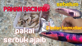 Download lagu RAHASIA RACIKAN PAKAN CHANNA RED BARITO ,2BULAN AUTO MERAH PEKAT⁉️ mp3