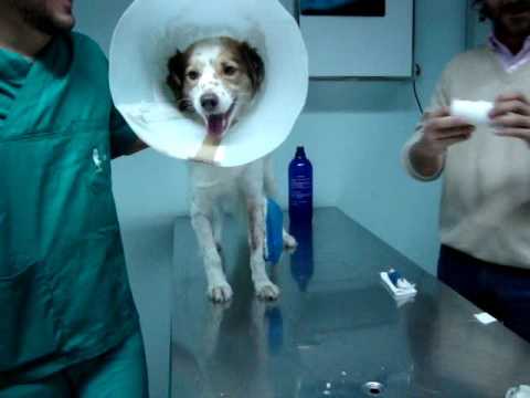 Dolore sotto la vita per il diritto e la temperatura Trattamento della colonna vertebrale ospedaliero Somovo Voronezh