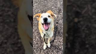 Video preview image #1 Australian Shepherd-Unknown Mix Puppy For Sale in Decatur, GA, USA