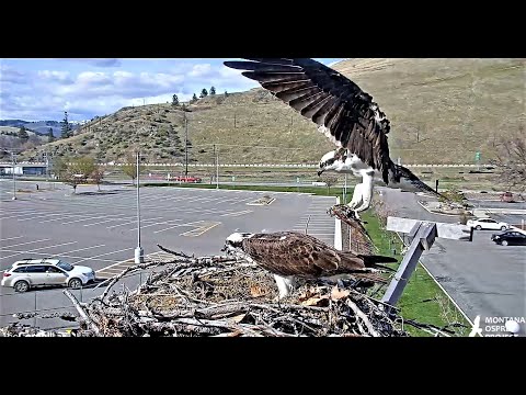 Louis brings a big fish for Iris, they meet at the Owl Pole 2021 04 27 18 23 55 290