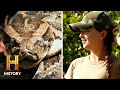 Vicious Pythons TAKE OVER A Citrus Farm Swamp People Serpent Invasion Season 3