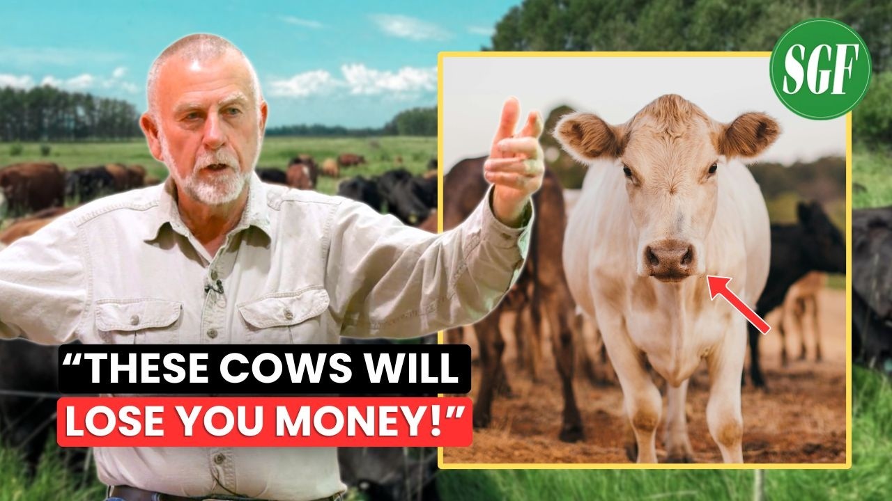 Grazing Expert: These Cows Don’t Increase Your Income!