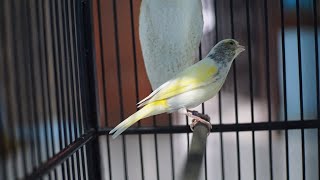 Download lagu BLAKEN GACOR WARNA UNIK | COCOK UNTUK PANCINGAN mp3 Download lagu BLAKEN GACOR WARNA UNIK | COCOK UNTUK PANCINGAN mp3