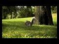 Nestle Kit Kat India Squirrel TVC