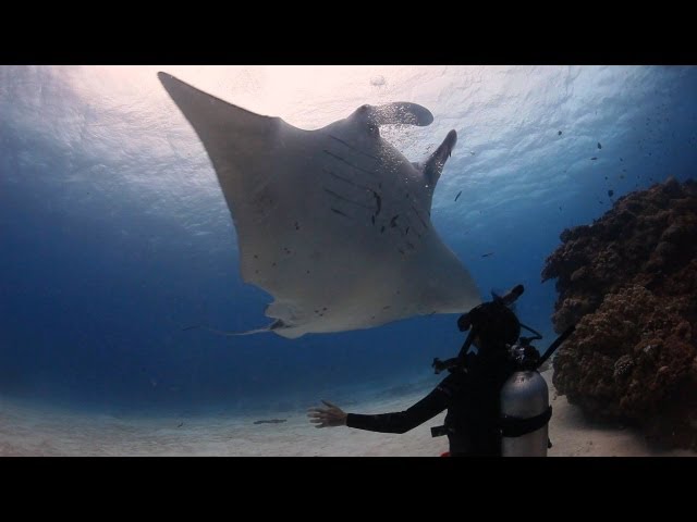 Great Barrier Reef Diving Lady Elliot Island Queensland Australia