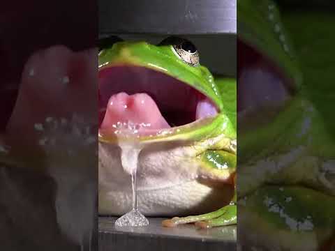 The pillow is crushed by the Press #animals #wildlife