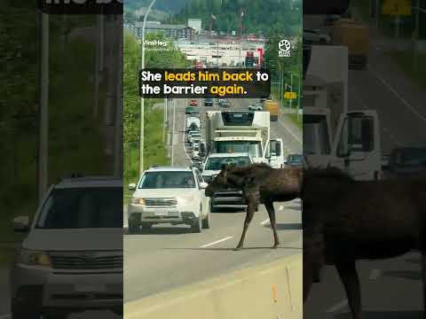 Baby Moose Saved by Kind Stranger 🥺
