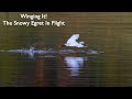 Winging It The Snowy Egret In Flight