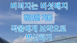 농업의 리싸이클]샤인머스켓밭 준비로 양송이배지 재활용