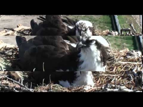 Iris goes into labor and lays first egg 4-30-15
