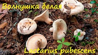 Волжанка гриб фото и описание