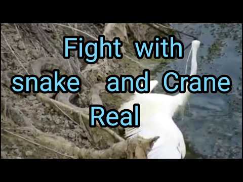 Real fight with snake and crane