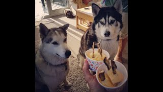 Malamute Sherpa and Nephew Nanook. Cute playful funny dogs