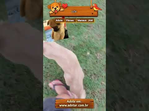 Vídeo de rubi
