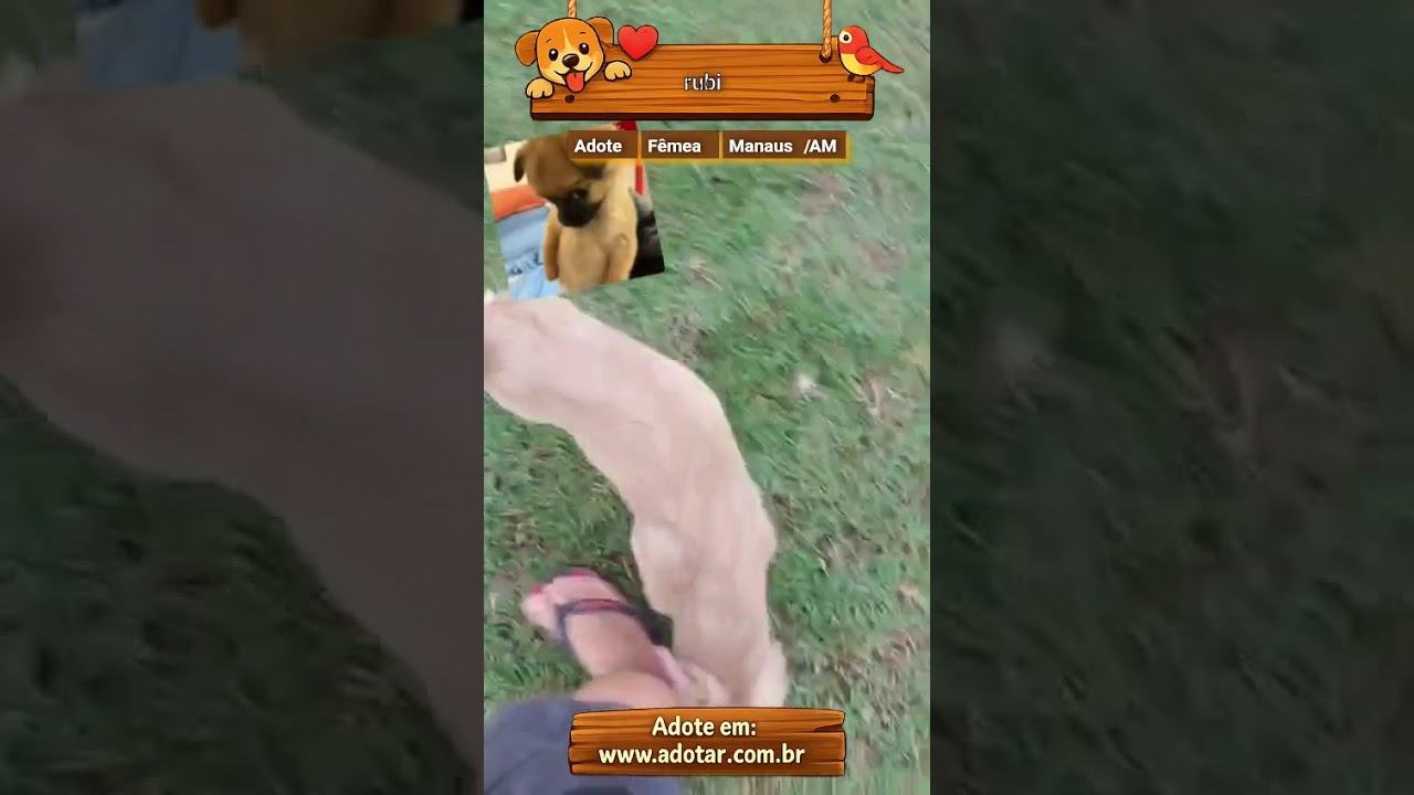 Cachorro raça SRD-ViraLata idade 2 a 6 meses nome rubi