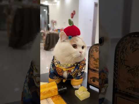 【菠蘿包的日常】從今天起，朕也是壹家之君了