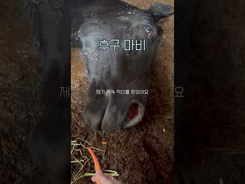 말🐴의 죽기 직전의 상황들 #말 #horse