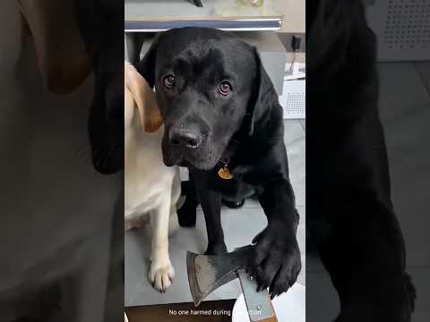 Il pensait être plus courageux que le chien… jusqu’à ce moment 😱🍕~#ytshorts #shorts