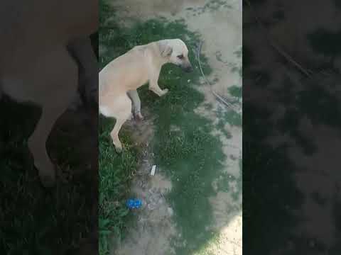 #ilovemydog ♥️♥️♥️