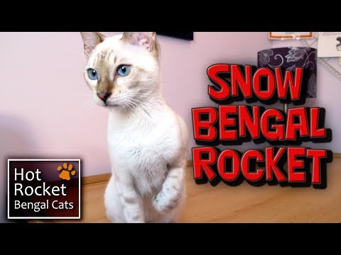 A new cat in the home - introducing Snow Bengal kitten Rocket