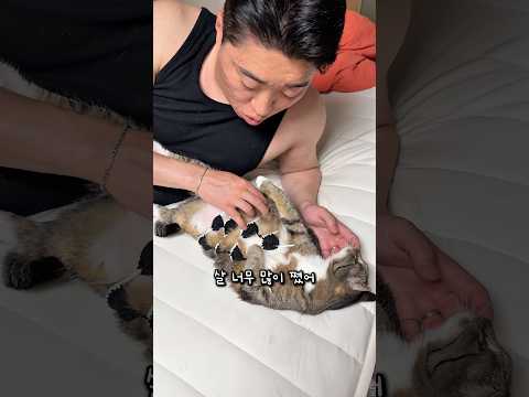 비키니 입을 준비하는 고양이