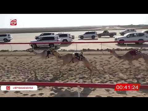 ش 9 (الشاهينيه) لـ حميد عمر المنصوري 1:46:93 ، شارة الصندوق 2026/02/13 فطامين الوثبة