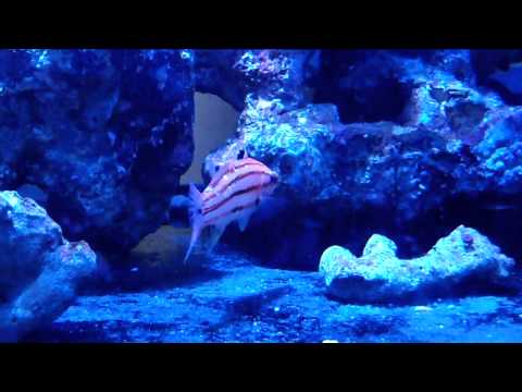 Bodianus leucostictus