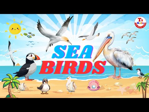 Sea Birds for Kids | Learn Ocean Birds Names | Sea Animals | Fun Educational Video for  Preschoolers