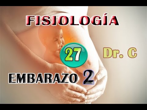 Clase 27 Fisiología (Dr. C.): Fisiologia del embarazo 2