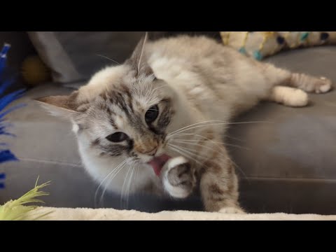 These Fluffy Paws are Polished. Ready.