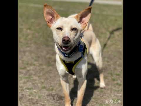 Lina, an adopted Jindo Mix in Long Island City, NY_image-1