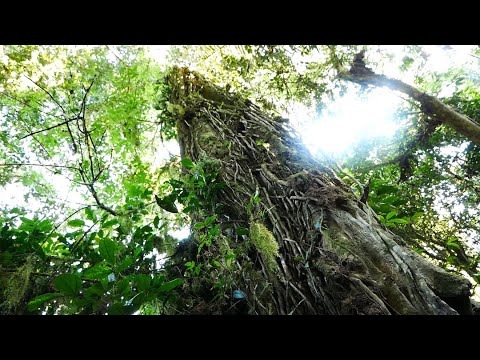 African Rainforest - sound effects library