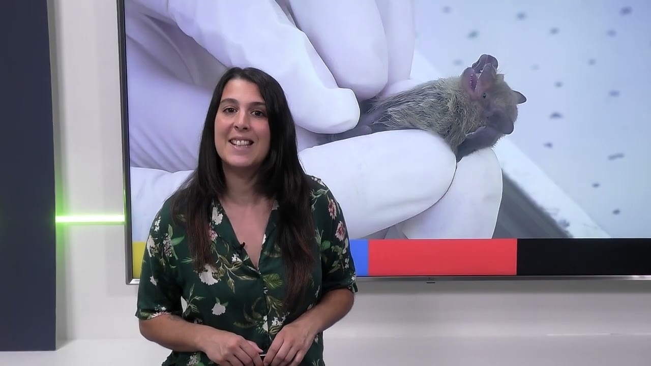 Destí 2030 de l’11 de setembre del 2026
