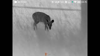 Muntjac with the Thermtec Wild 650D switching between the 25mm lens and 50mm lens